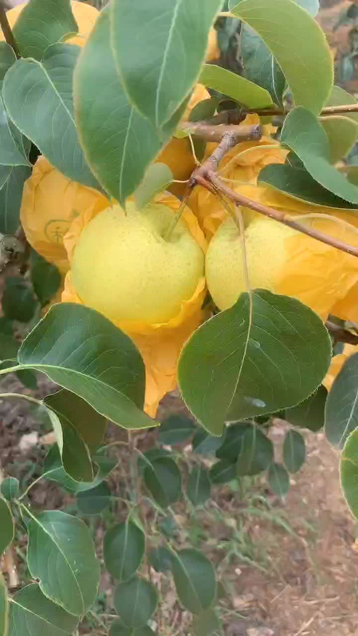 高原雪花己上市，欢迎各位老板前来订购