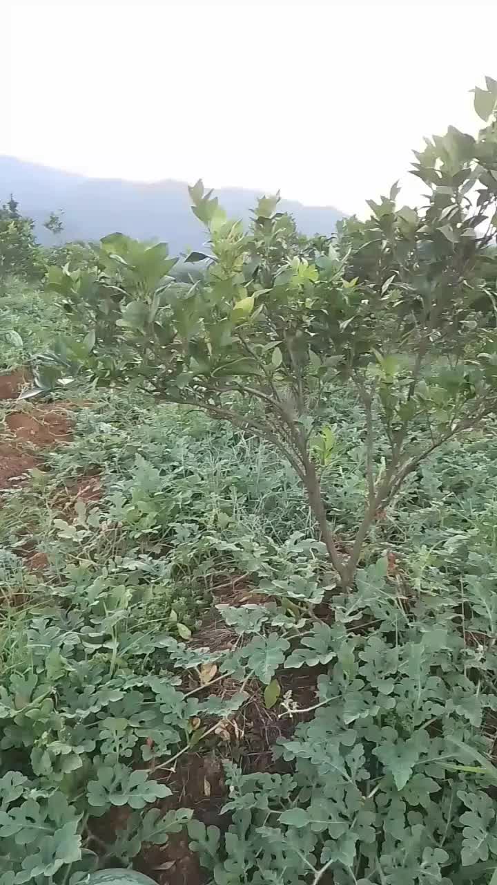 山地麒麟瓜