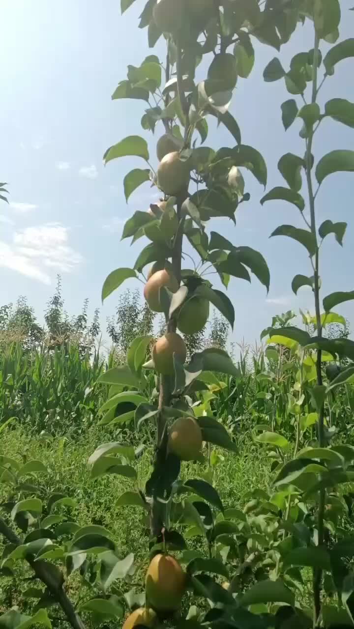 红香酥梨🍐