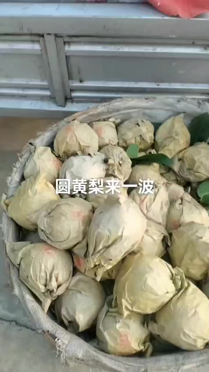 圆黄梨口感细嫩化渣，个头大