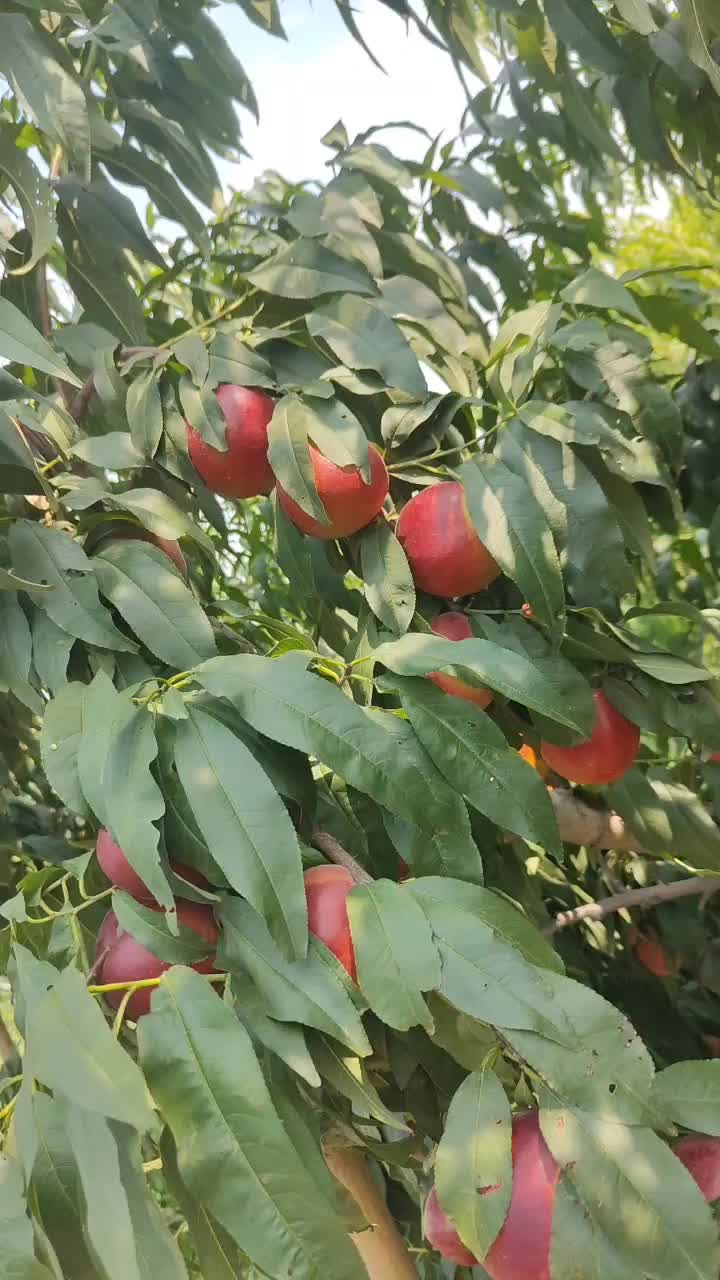 油桃，红芙蓉油桃熟了自己家种植得有需要的老板