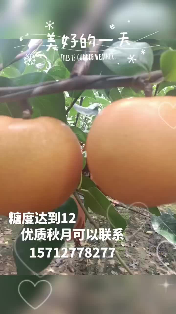 每日鲜果