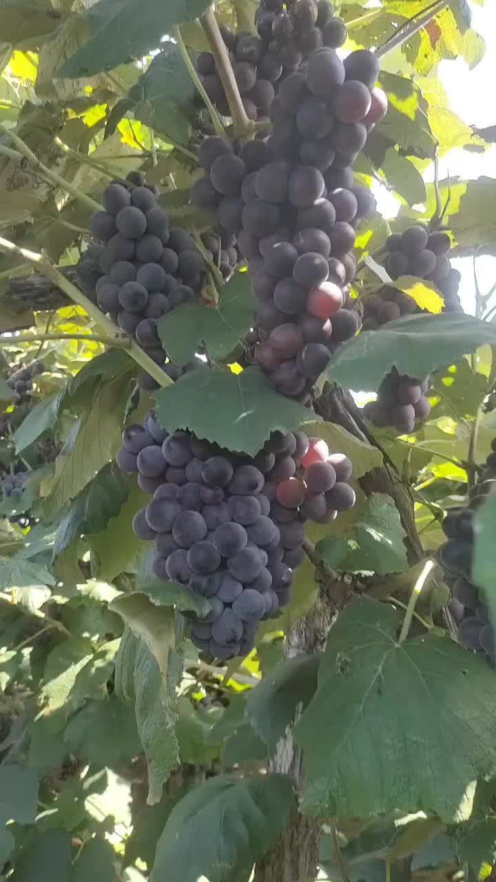 康贝尔大量上市，有需要做果汁，葡萄酒的老板我