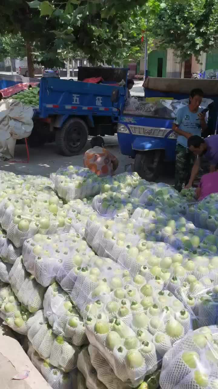 现货西葫芦大量上市，货源稳定充足，需要的老板