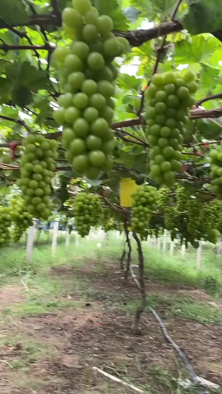 福安赛岐阳光玫瑰葡萄