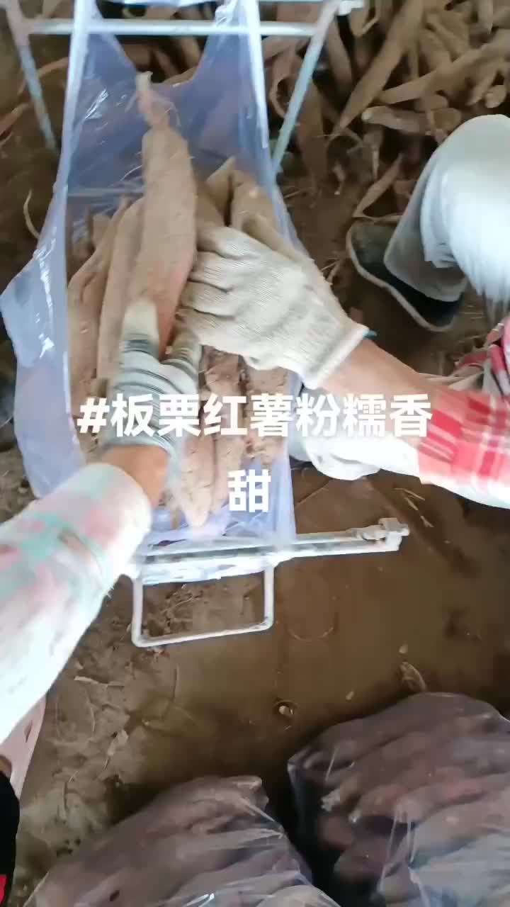 板栗红薯有货要的联系