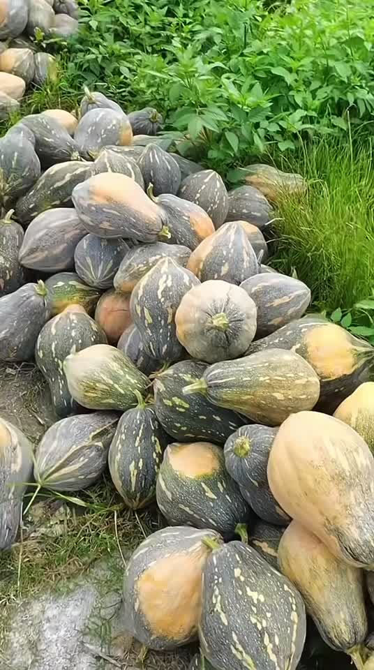 粤北高山香芋南瓜