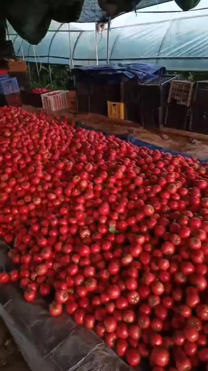 大口感番茄