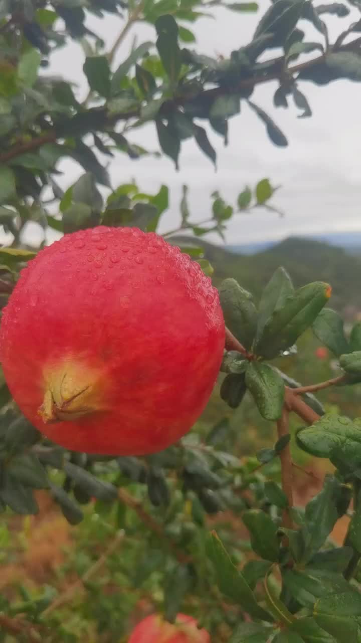 会理软籽石榴价格美丽大量上市