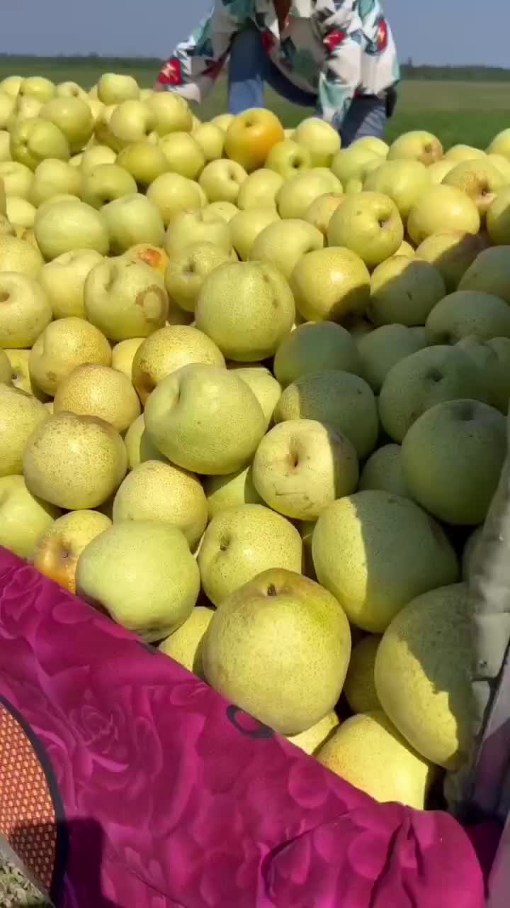 酥梨