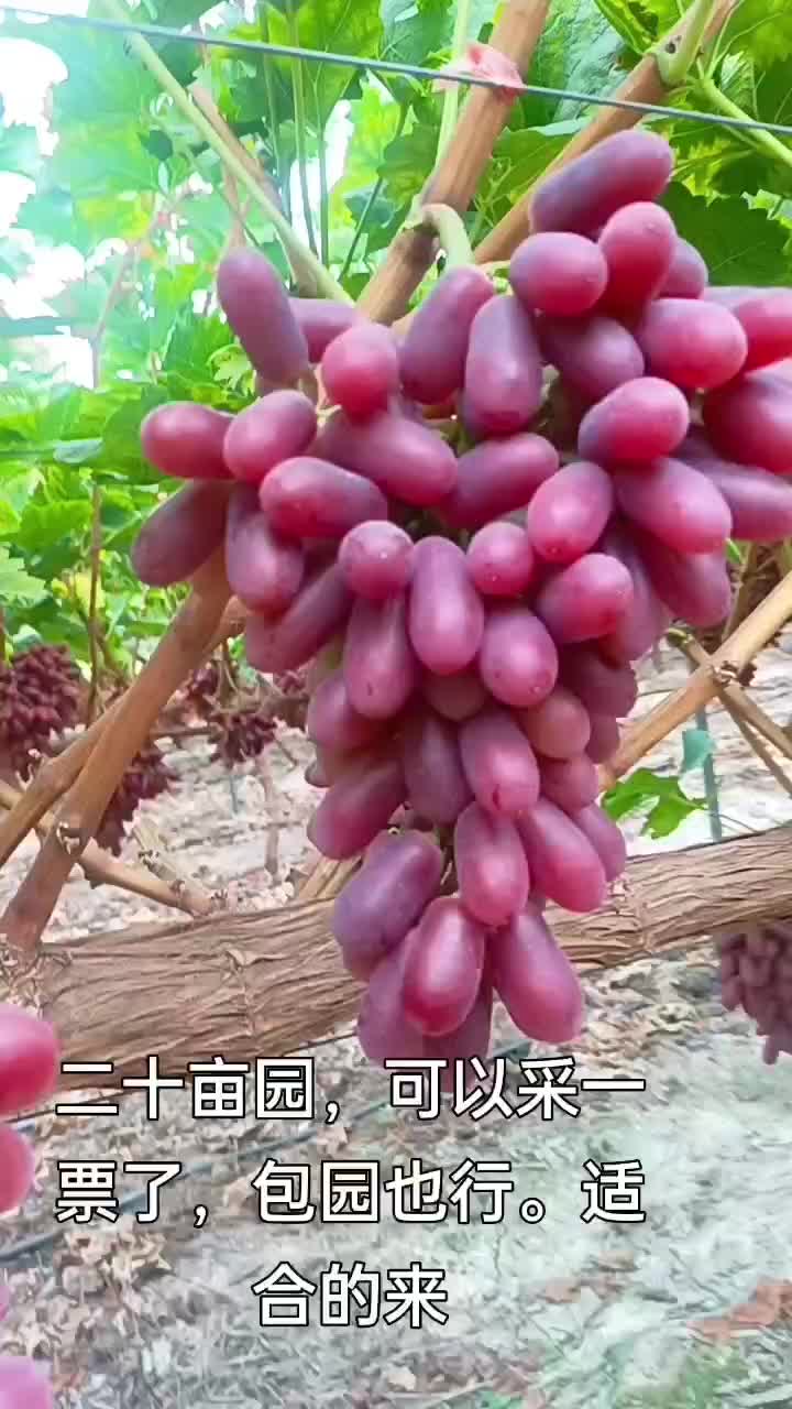 深红无核