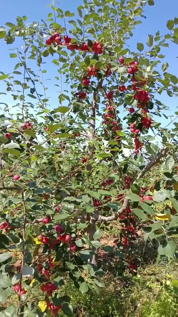 沙果紫太平大量出货，有意者联系