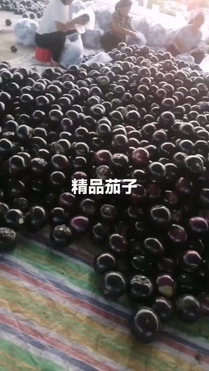 精品园茄