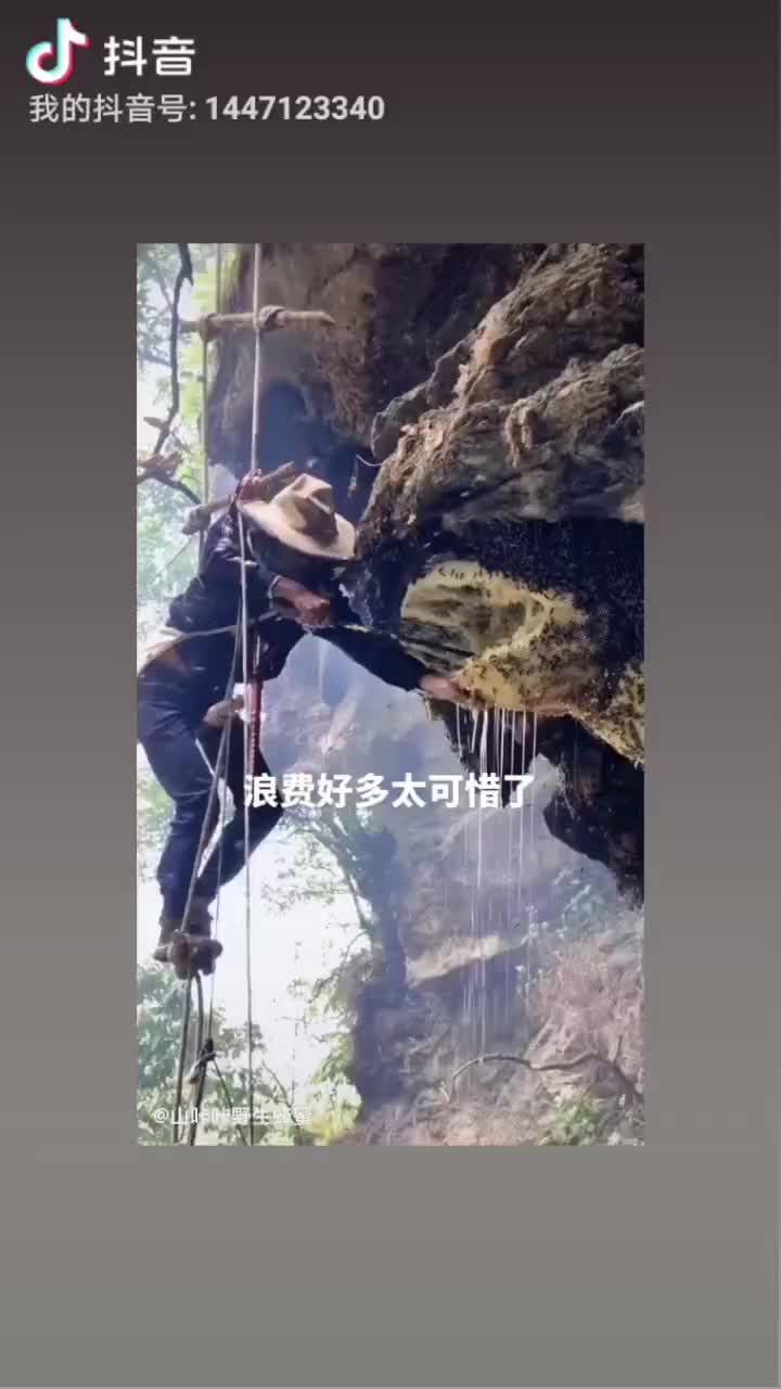 云南迪庆，努江，西藏一带高原野生悬崖上的岩峰蜜。