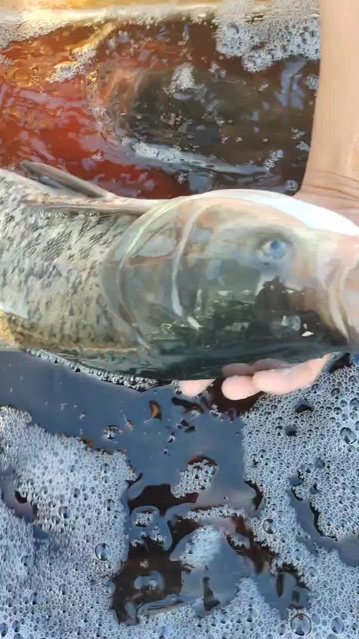 花鲢大头胖头鲢鳙