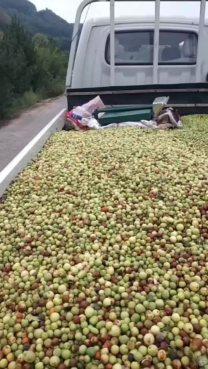 野生小酸枣