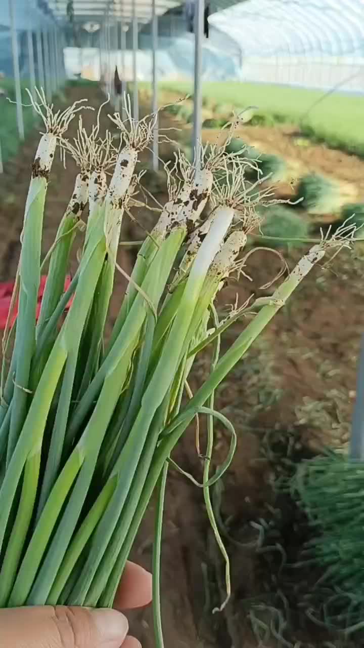 一代晚抽葱苗，基地直供，量大价优，保质保量，可签合同