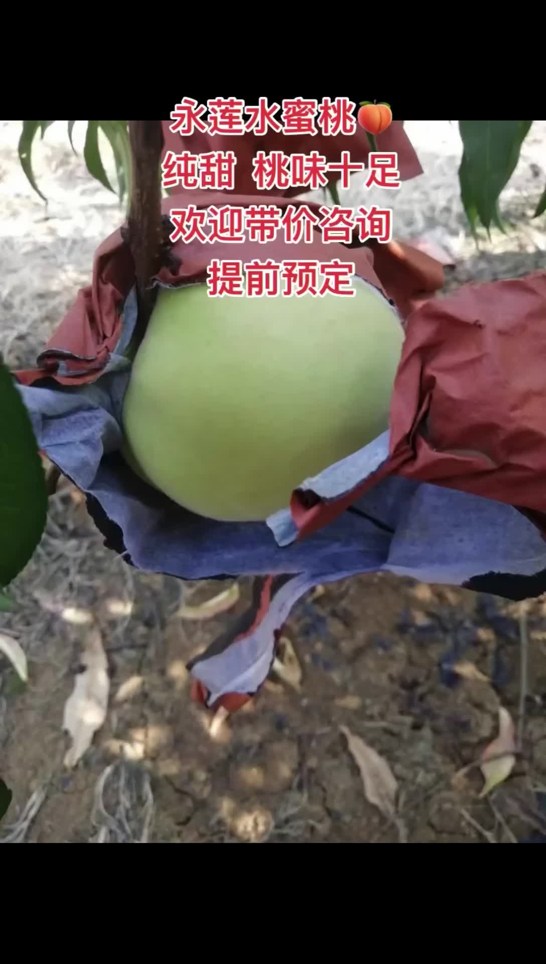 永莲水蜜桃、高糖度、高品质，中秋前上市