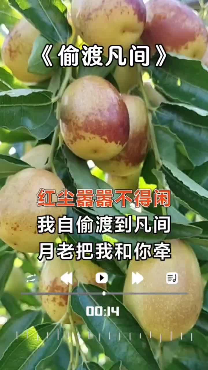 马奶枣大量有货，冬枣预售，需要的老板连系