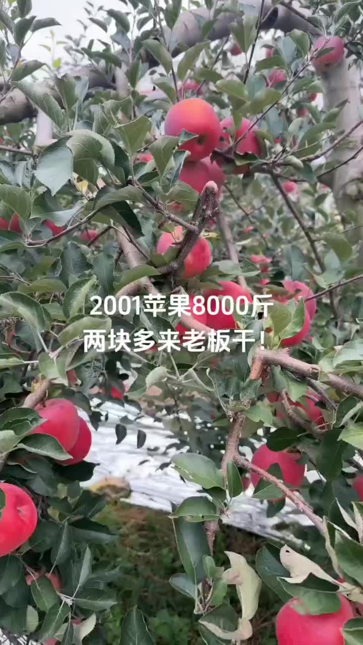 昭通丑苹果2001