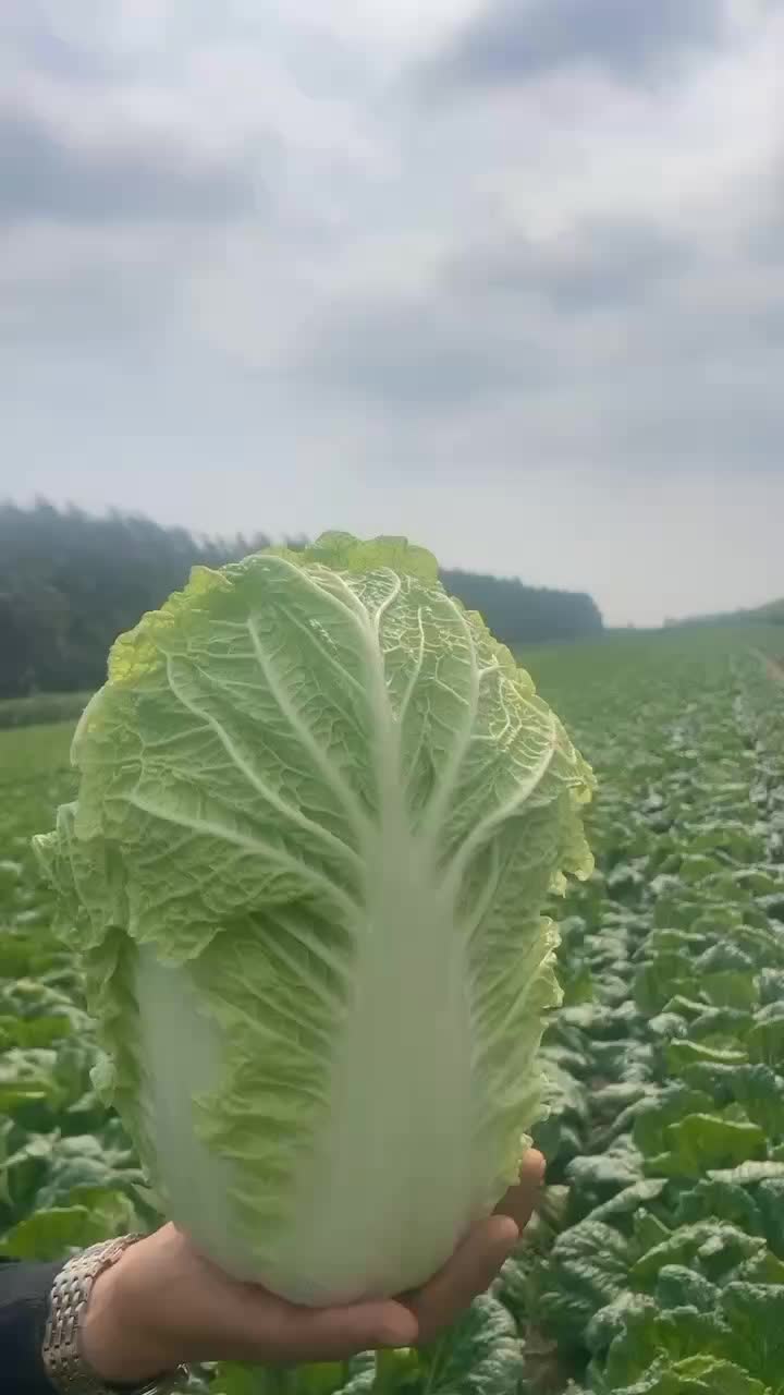 黑龙江九月十九号白菜大量上市！需要的老板联系