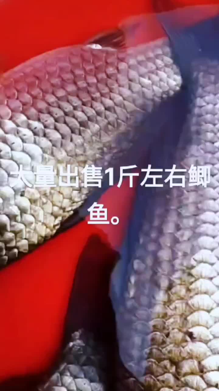 鲫鱼