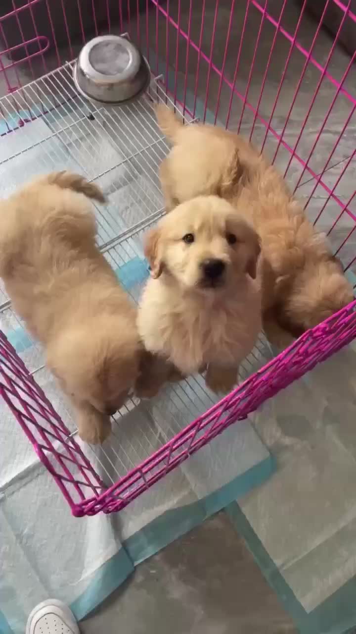 金毛幼犬