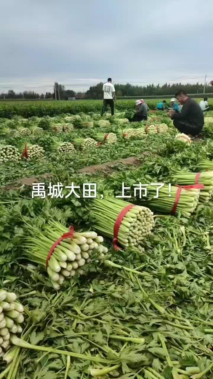 法国皇后西芹