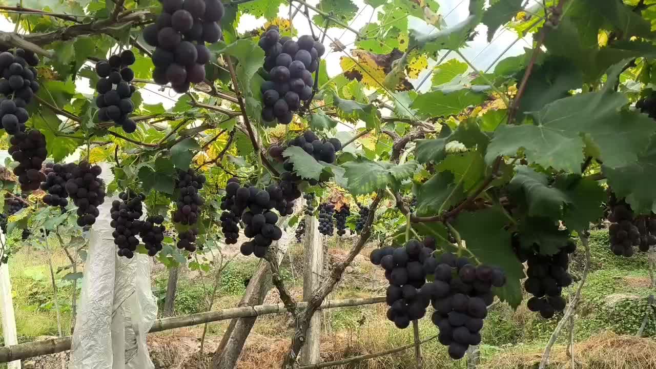 高山晚熟巨峰葡萄