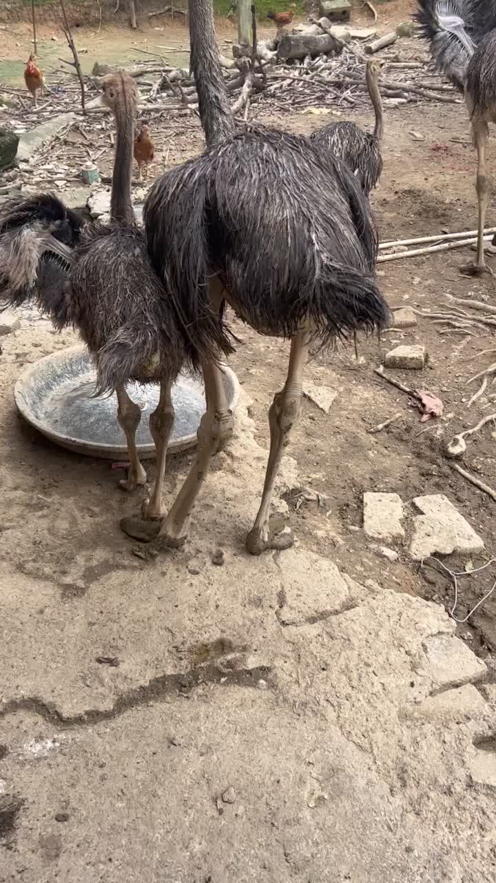 商品鸵鸟