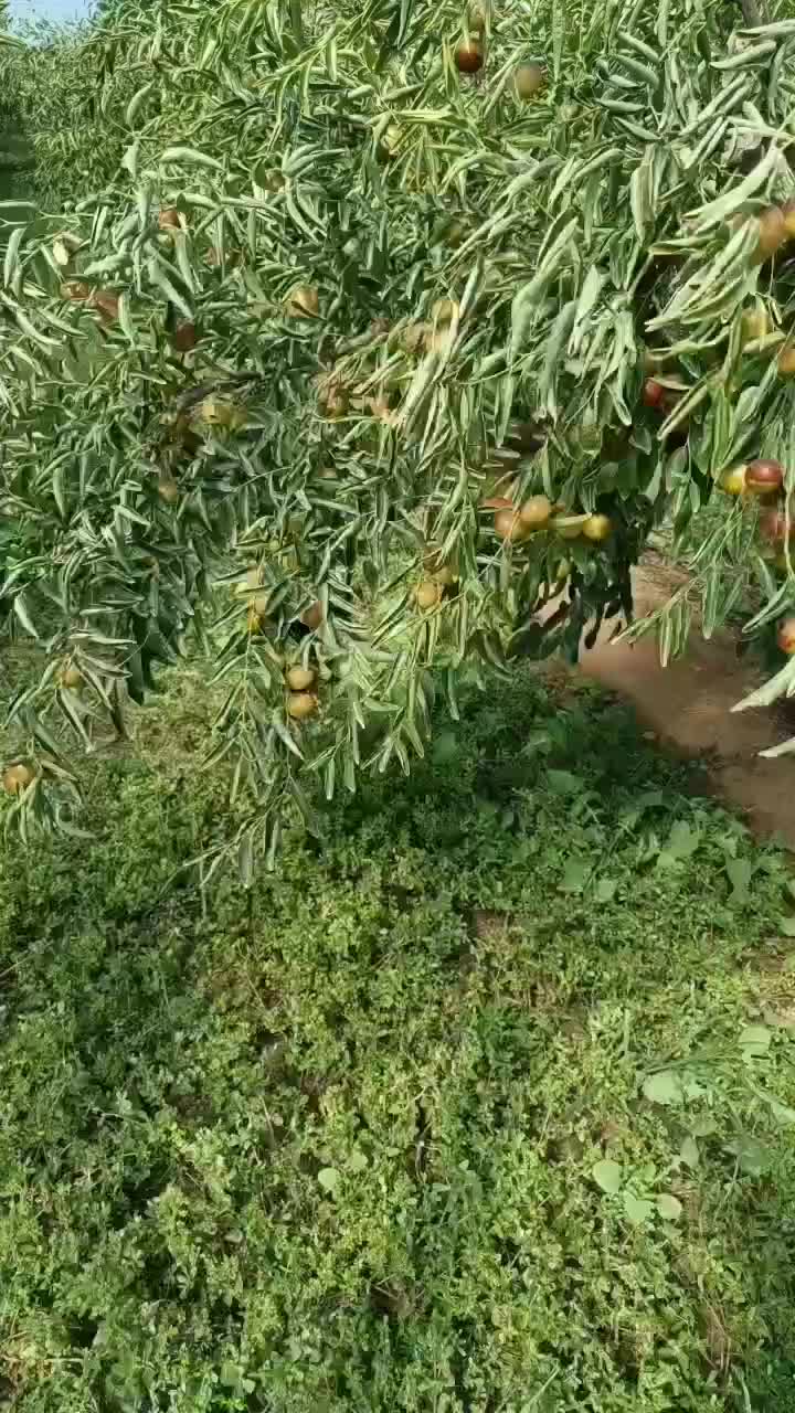 山西雨棚冬枣大量上市口感甜颜色