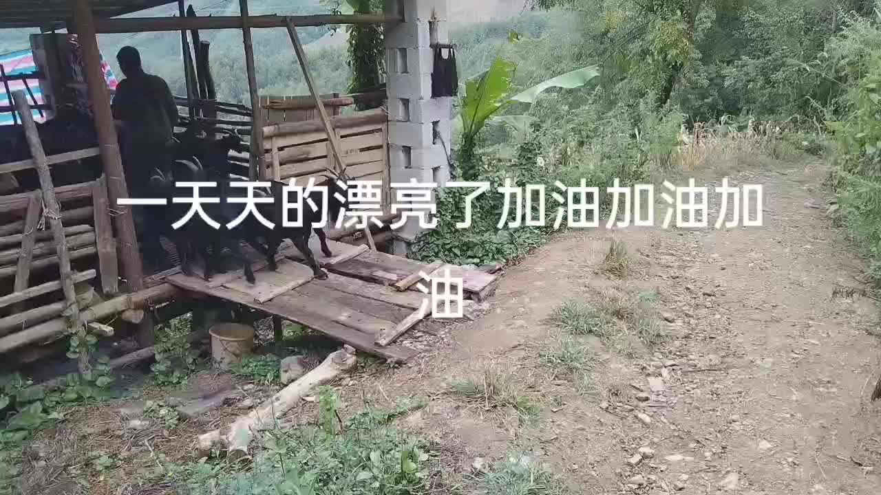 隆林黑山羊