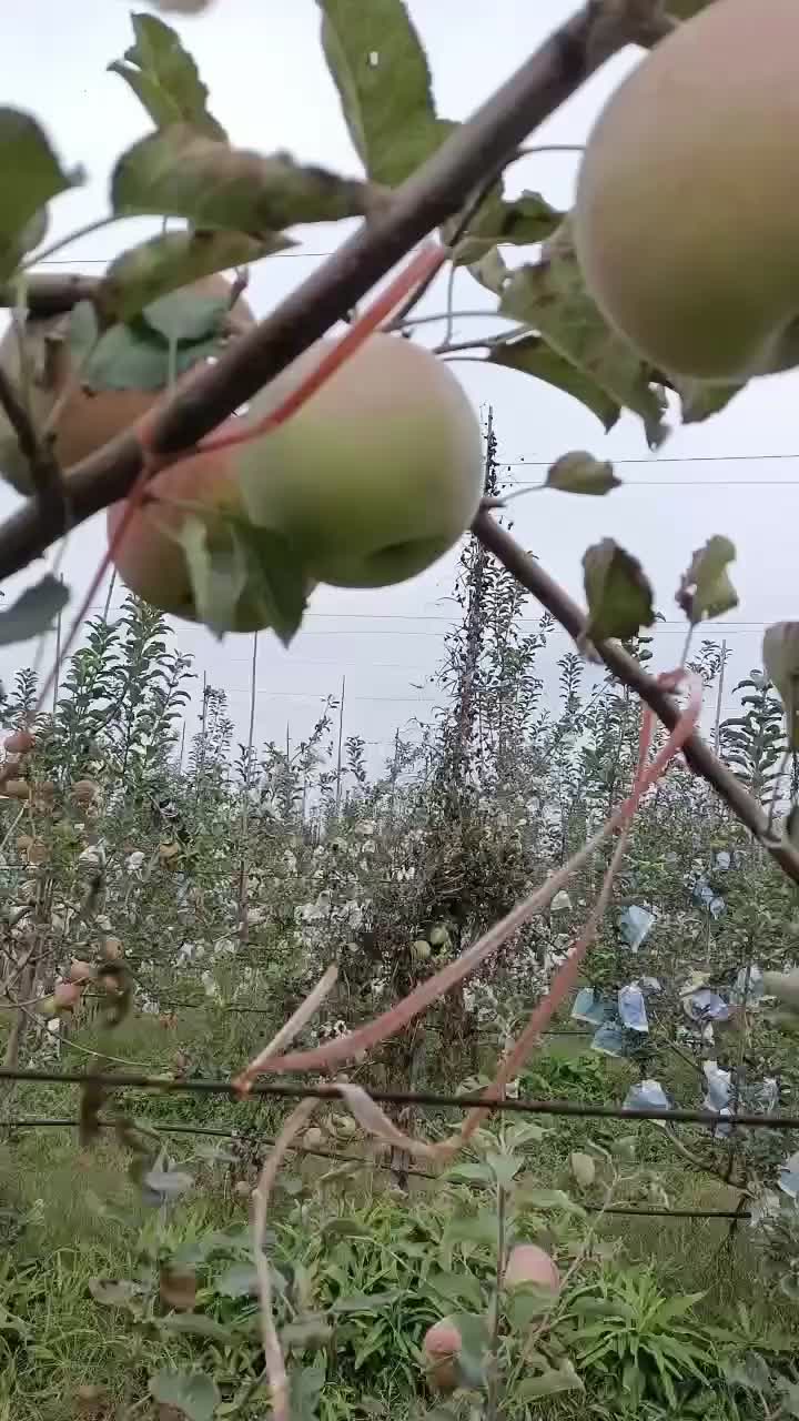 瑞阳瑞雪苹果产地直销