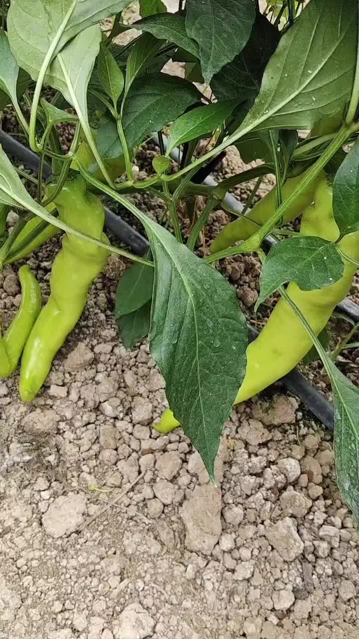 鹿邑自己种植黄皮泡椒，金富175，黑线椒