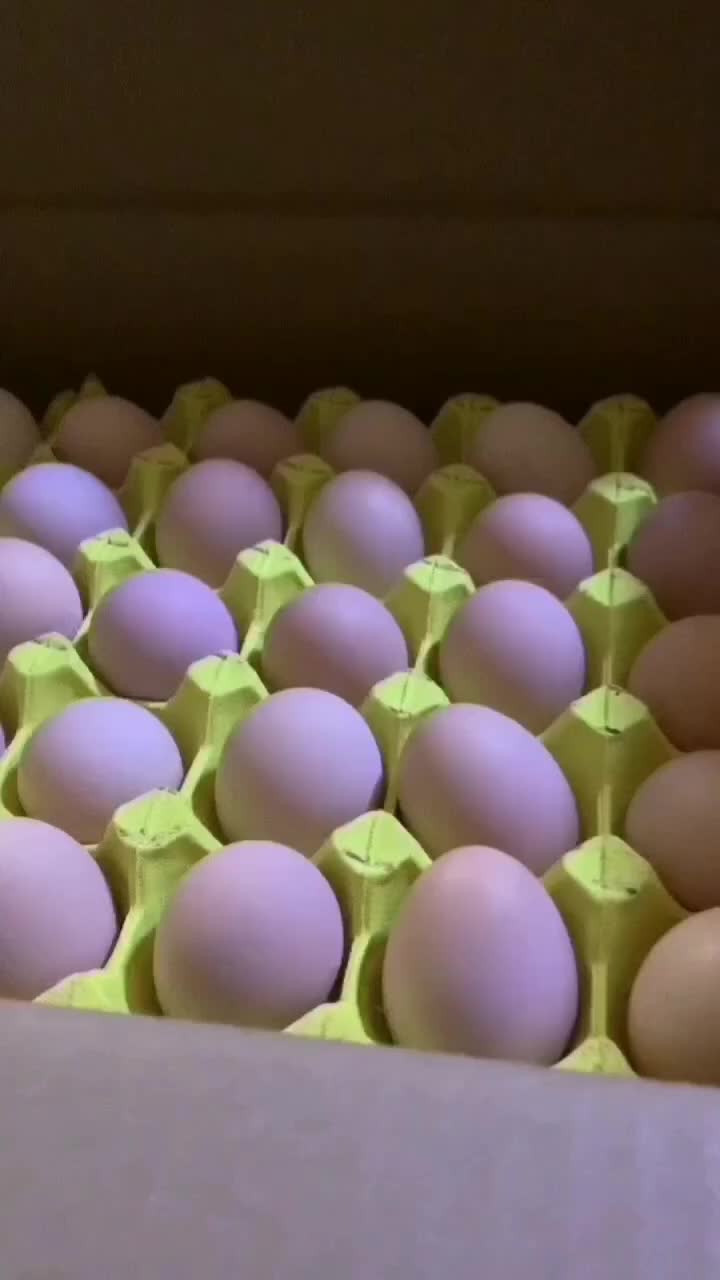 精品粉壳土鸡蛋