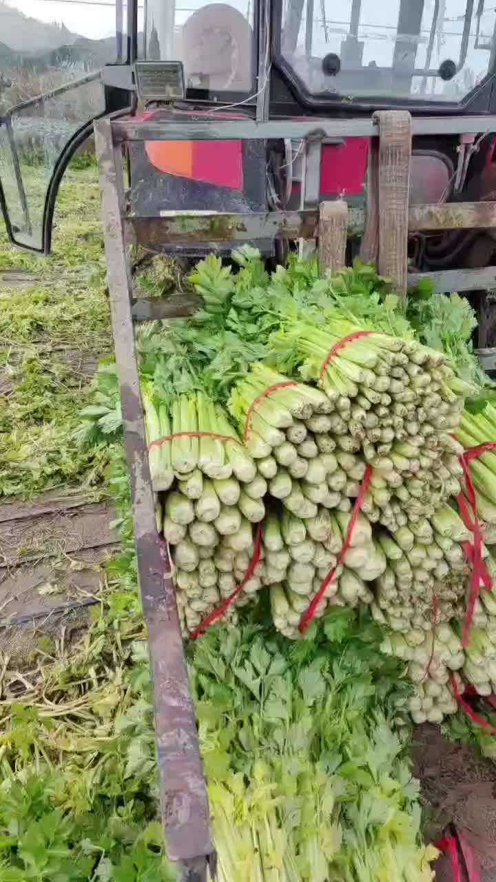 【凉拌青菜】青菜大量有货中需要的老板