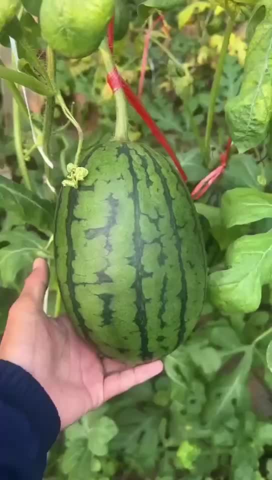 小糖丸西瓜🍉