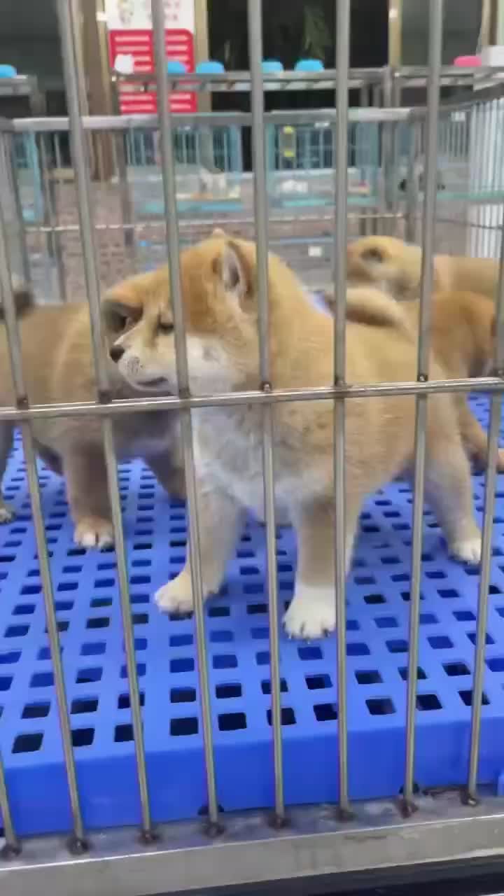 精品柴犬