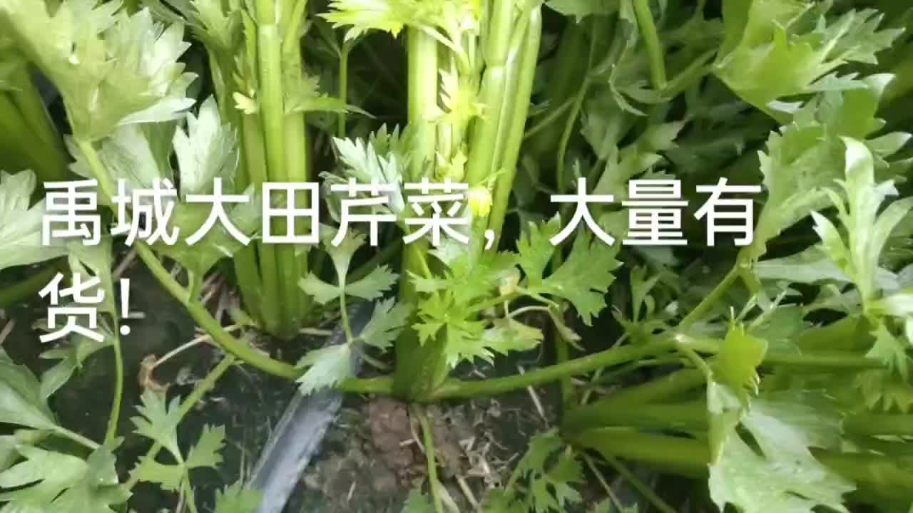 精品芹菜