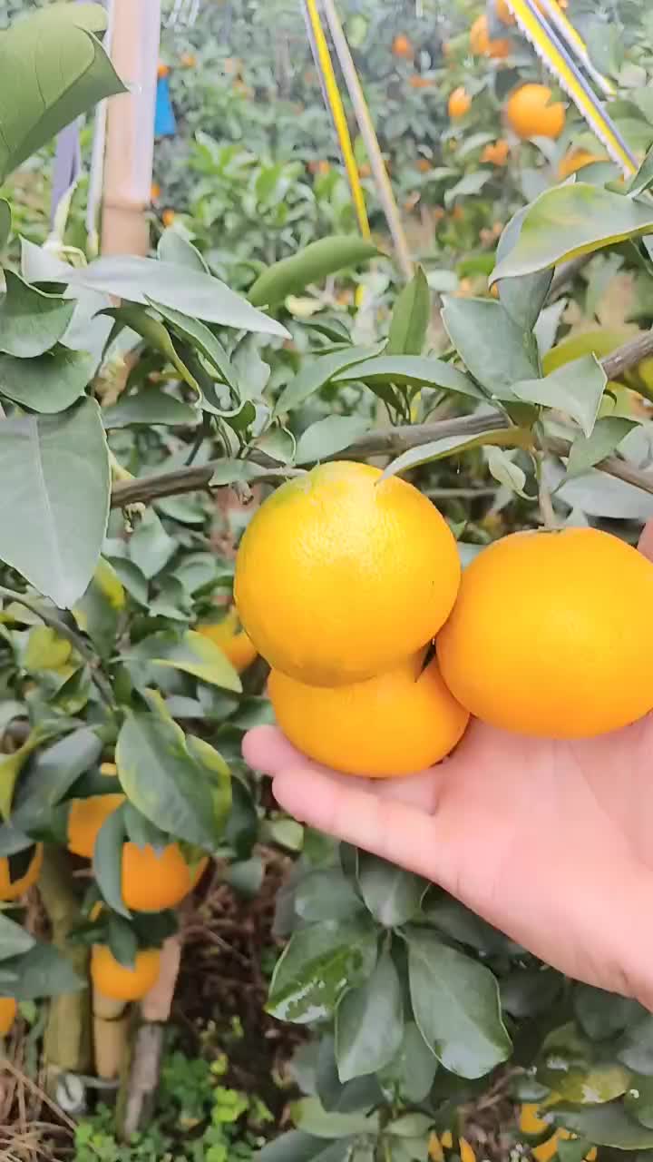 爱媛38果冻橙大量上市，欢迎老板来考察