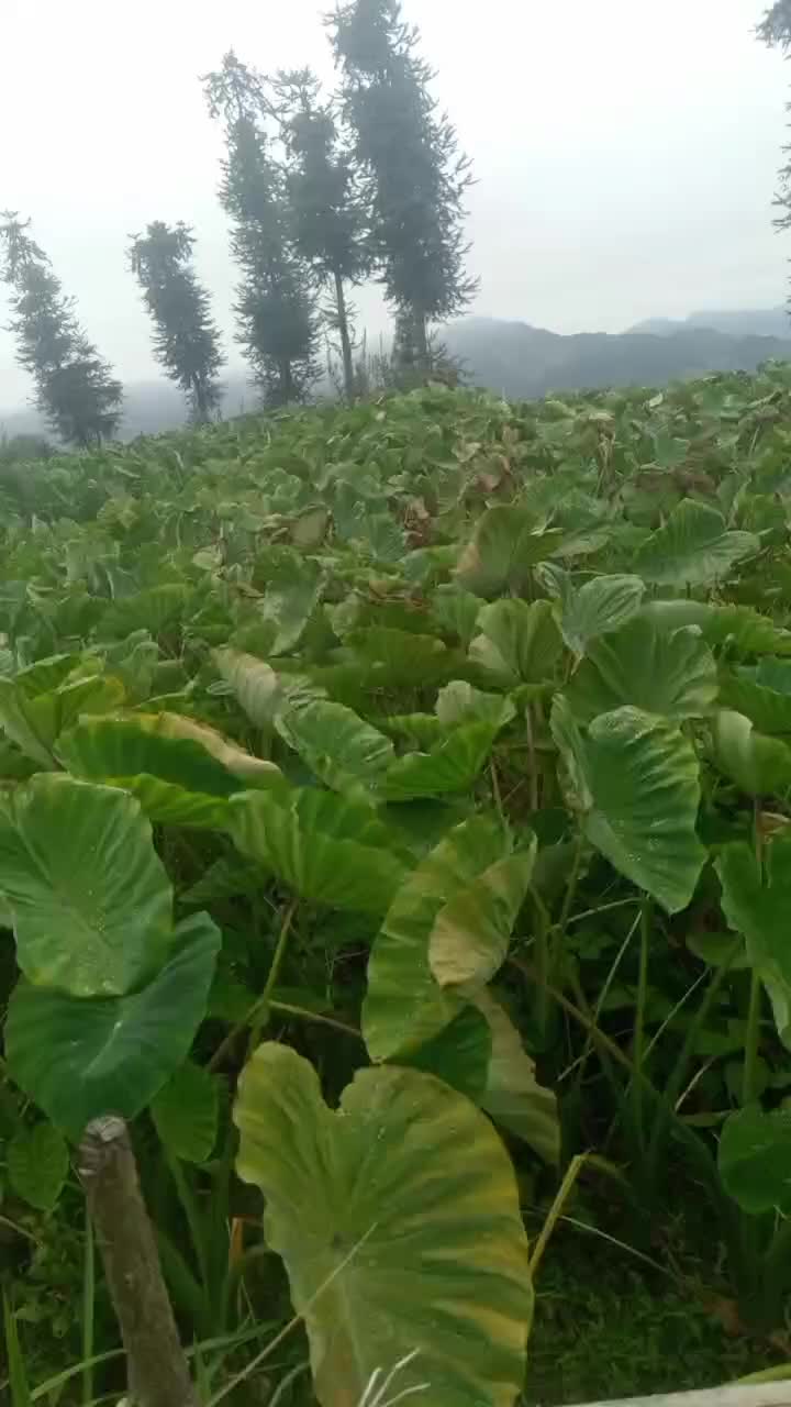 香芋