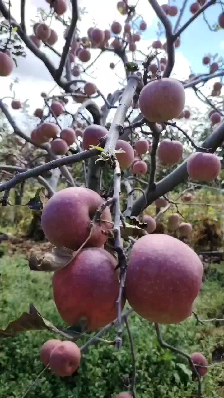 丽江丑苹果糖心的菠萝心