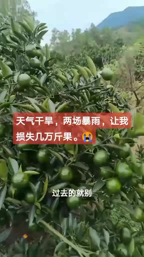 柑桔自家果园