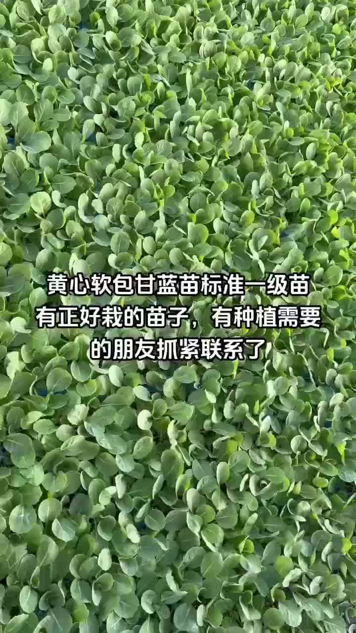 韩绿甘蓝苗品种齐全，量大从优，支持全国各地发货