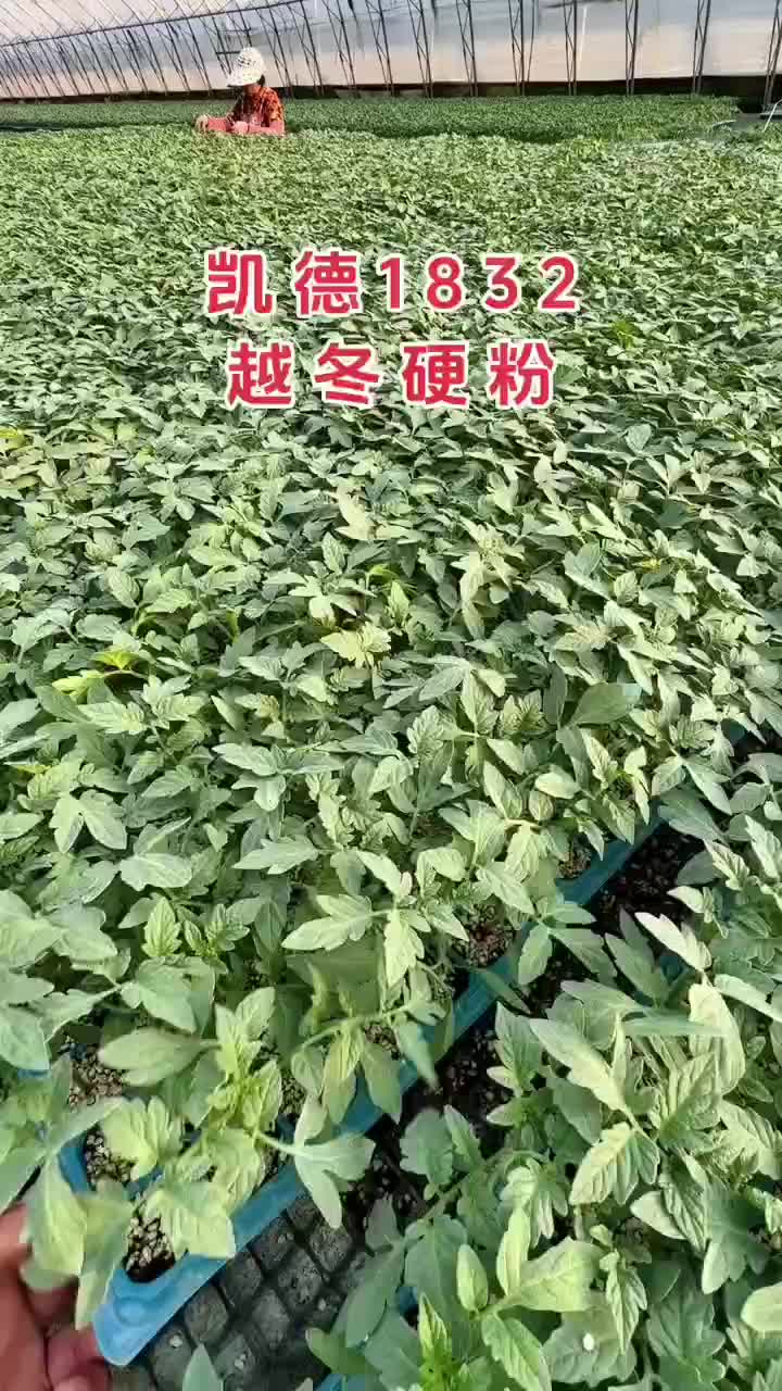 越冬大粉番茄苗抗病强，好产量，基地直发，量大从优