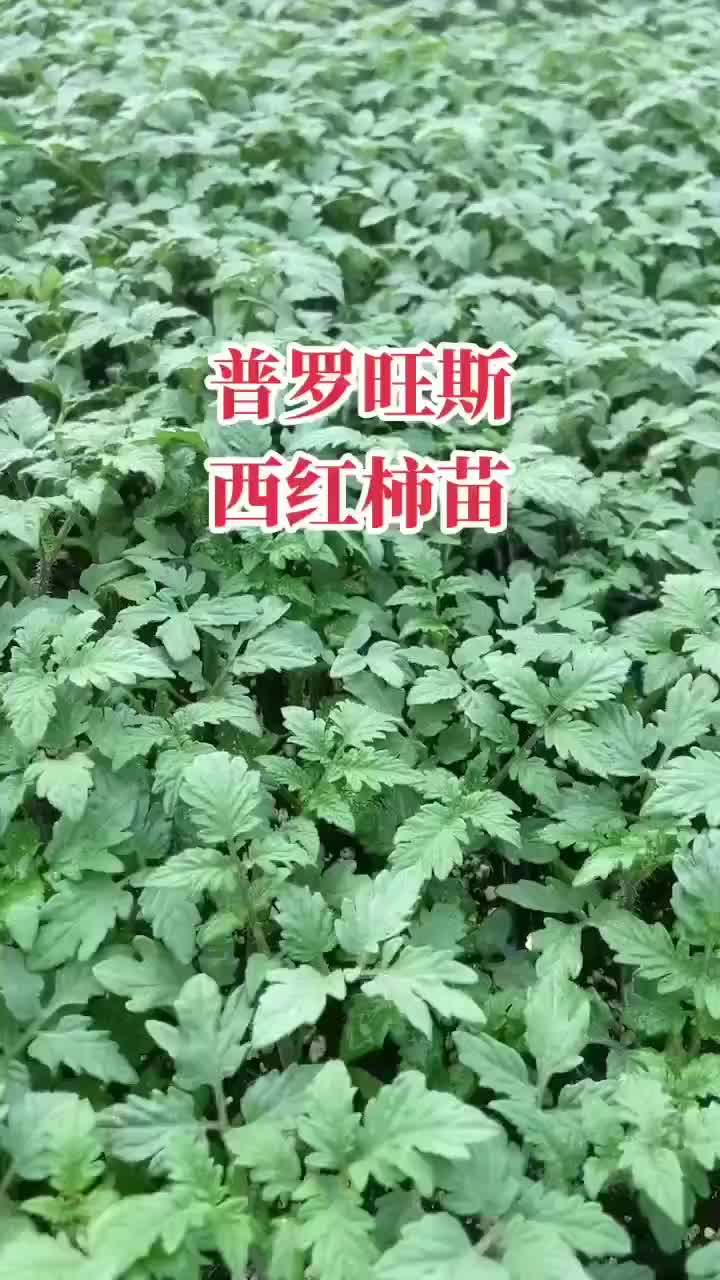 普罗旺斯口感番茄苗，基地直发，大量现货