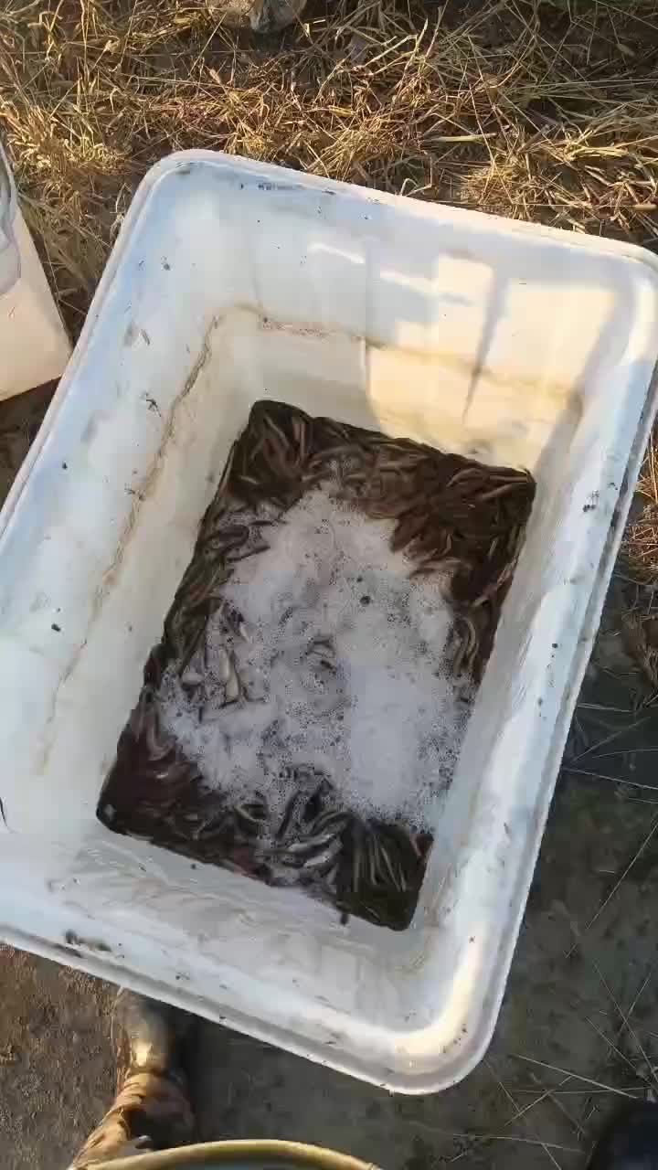 泥鳅鱼