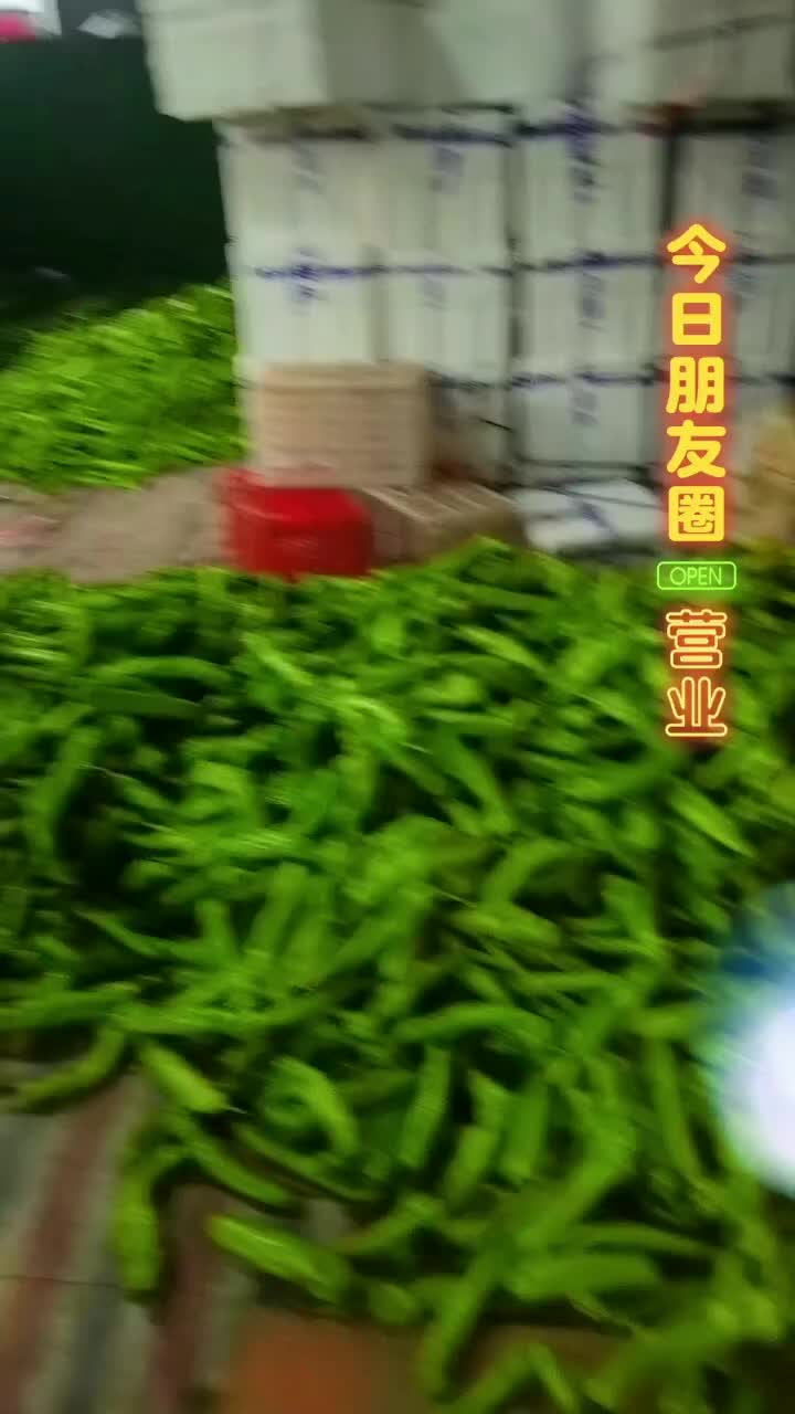 紫光圆茄，尖椒，圆椒