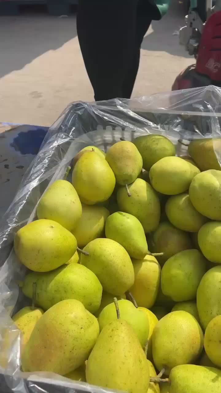 大个红香酥梨脆甜多汁皮薄