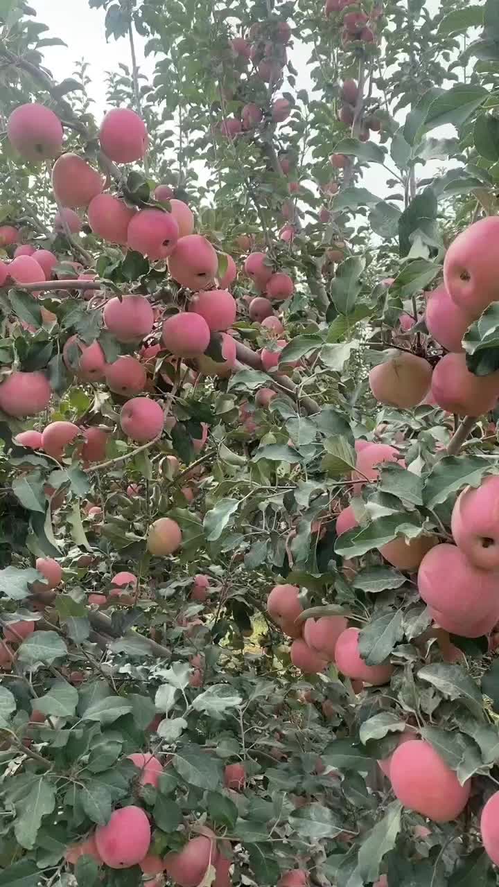 新疆阿克苏苹果